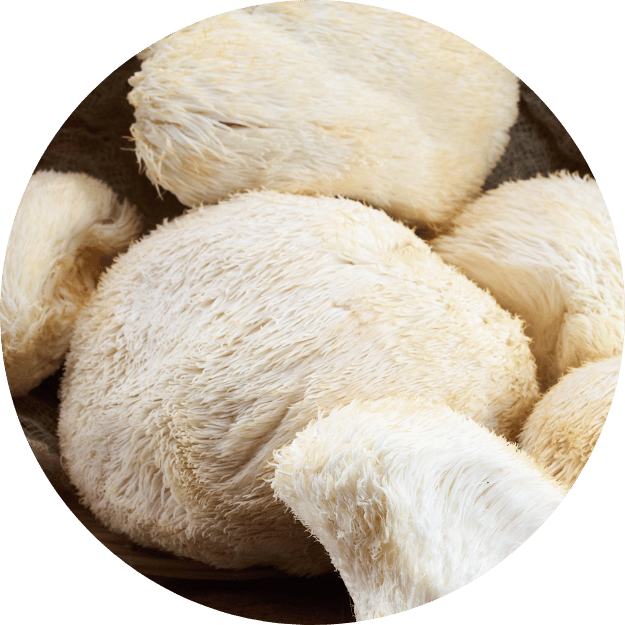 Lion's Mane mushroom