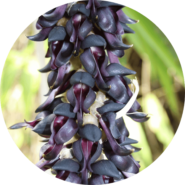 Mucuna Pruriens