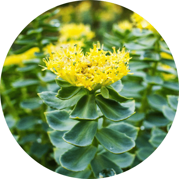 Rhodiola